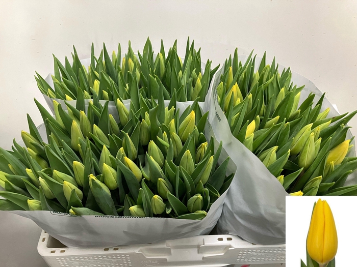 <h4>TU EN STRONG GOLD</h4>