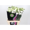 Lisianthus Du Rosita White
