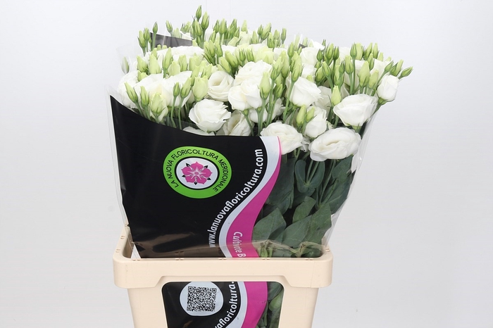 Lisianthus Du Rosita White