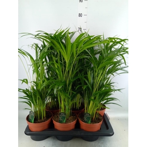 Dypsis lutescens   ...Chrysalidoca