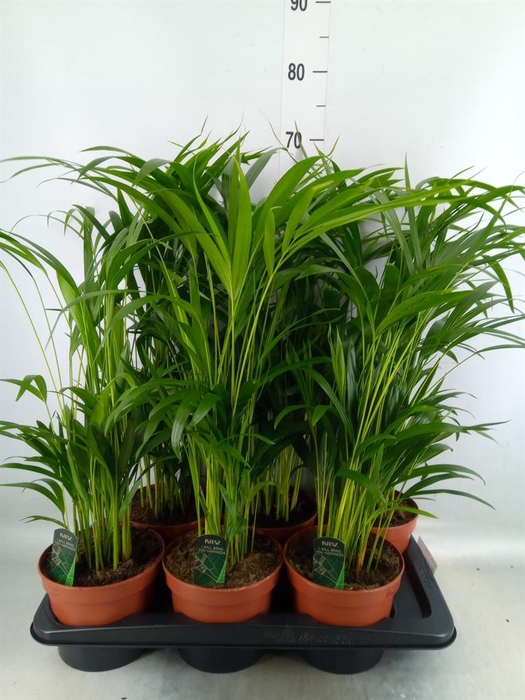 <h4>Dypsis lutescens   ...Chrysalidoca</h4>