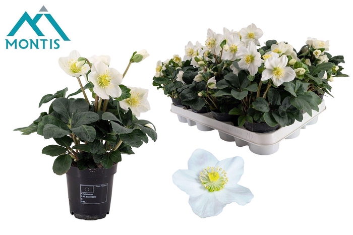 <h4>Helleborus niger Christmas Carol</h4>