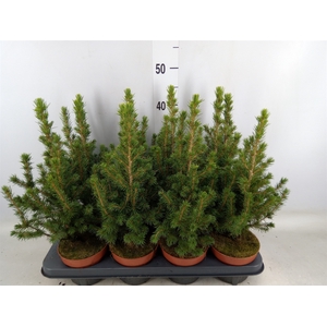 Picea glauca 'Conica'