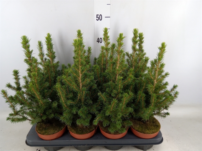 <h4>Picea glauca 'Conica'</h4>