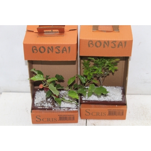 BONSAI JUNIOR (VS POR) 1.1 L CX