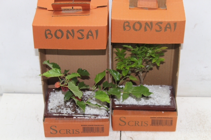 <h4>BONSAI JUNIOR (VS POR) 1.1 L CX</h4>