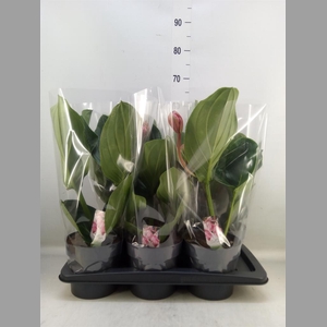 Medinilla magn. 'Flamenco'