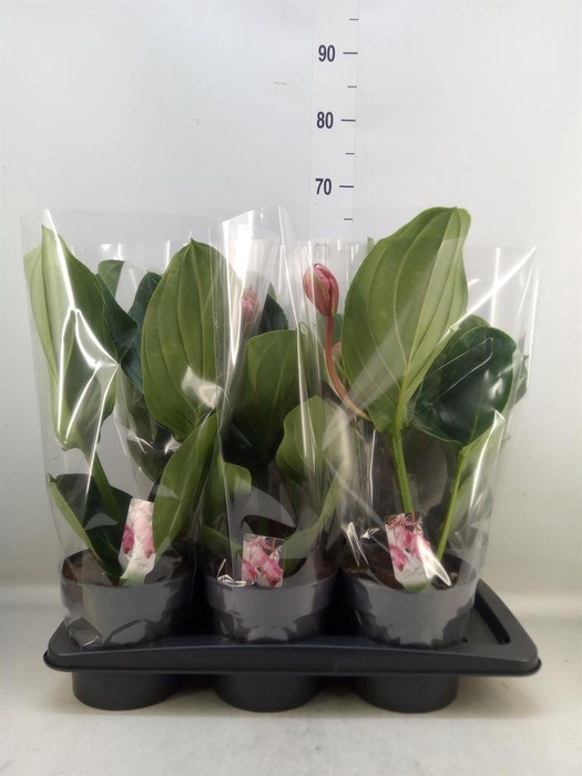 <h4>Medinilla magn. 'Flamenco'</h4>