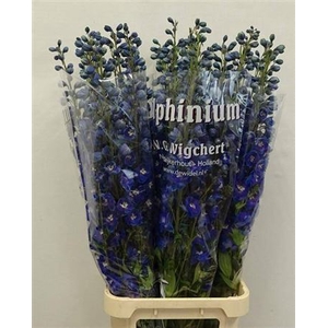 Delphinium DU 'Dewi Blue dk Smile'