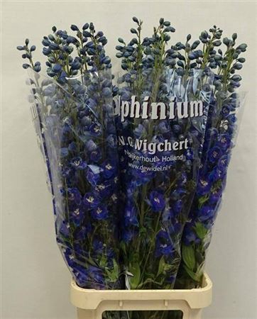 <h4>Delphinium DU 'Dewi Blue dk Smile'</h4>
