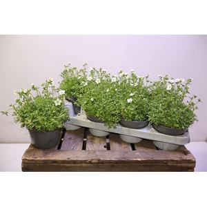 Saxif Ar Marto White