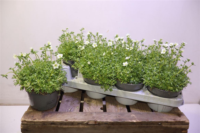 <h4>Saxif Ar Marto White</h4>