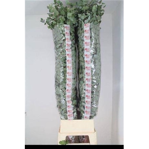 Euca Cinerea Super P Stem 160 Cm