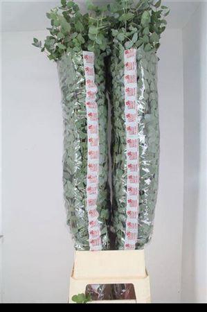 <h4>Euca Cinerea Super 160cm</h4>