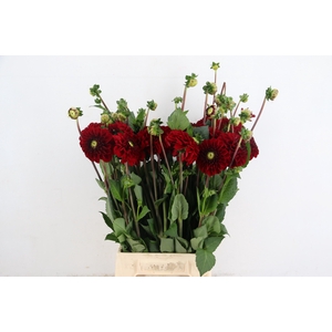 DAHL BIZON ROOD