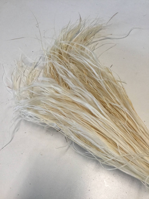 DRIED FLOWERS - STYPHA  WHITE BLEACHED