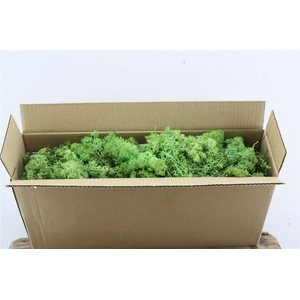 Moss Reindeer Moss May Green
