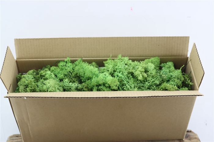 Mos Reindeer Moss May Green 450gr