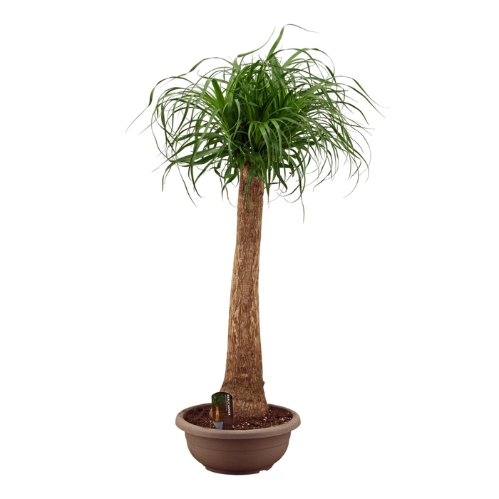 <h4>Beaucarnea recht compact 35 cm</h4>