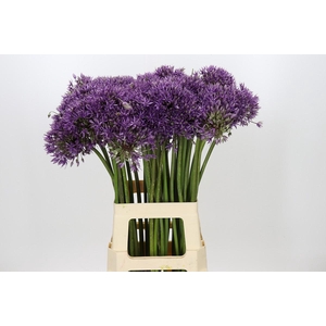 Allium Jackpot