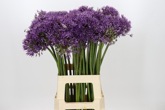Allium Jackpot