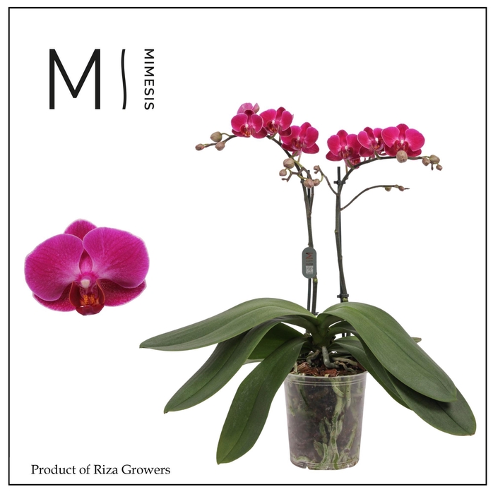 <h4>Phalaenopsis Morelia 2 spike - 12cm | Mimesis</h4>