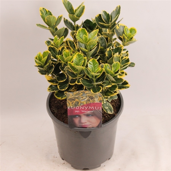 <h4>Euonymus jap. Marieke</h4>