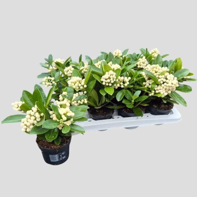 <h4>SKIM JA OBERRIES WHI</h4>