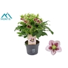 Helleborus