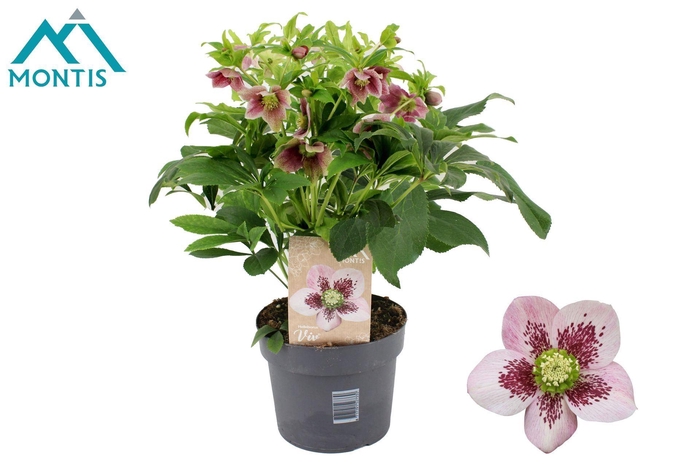 Helleborus