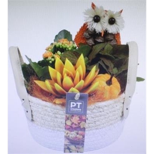 5435 WIT MAND BAND ORANGE