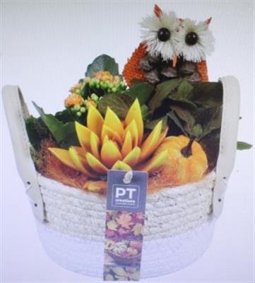 <h4>5435 WIT MAND BAND ORANGE</h4>