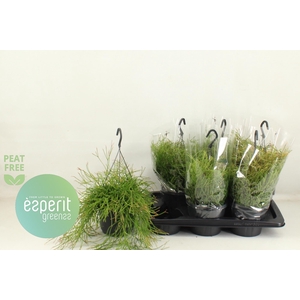 RHIPSALIS EASY SWEET