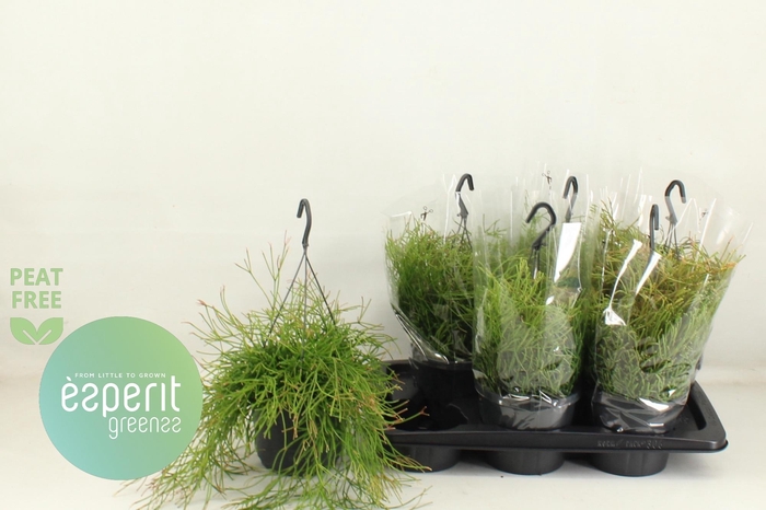 <h4>RHIPSALIS EASY SWEET</h4>