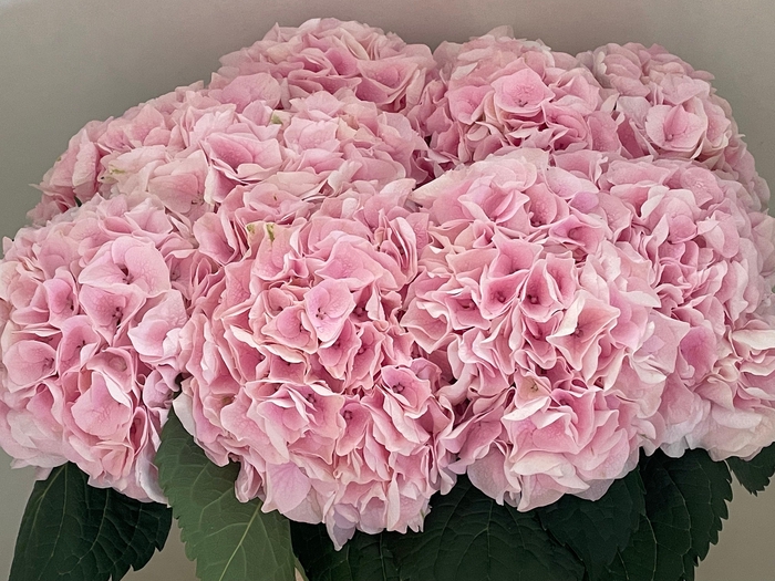 <h4>HYDR M MY PINKTOU RZ</h4>