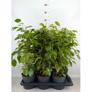 Ficus benja. 'Golden King'