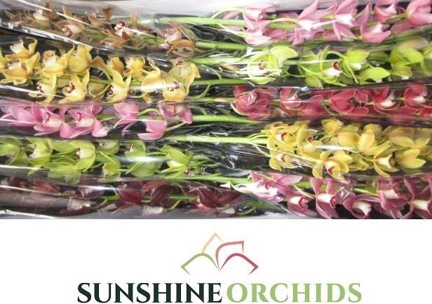 <h4>CYMB MI GEM</h4>