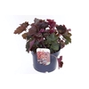 Heuchera micrantha Palace Purple