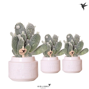 Kolibri Greens Opuntia white in Maze pot white