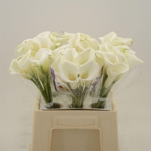 Calla White Art