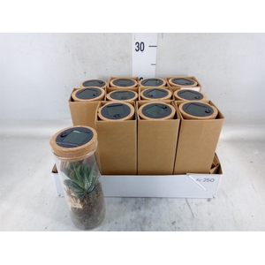 Arr.   Kamerplant Groen L%
