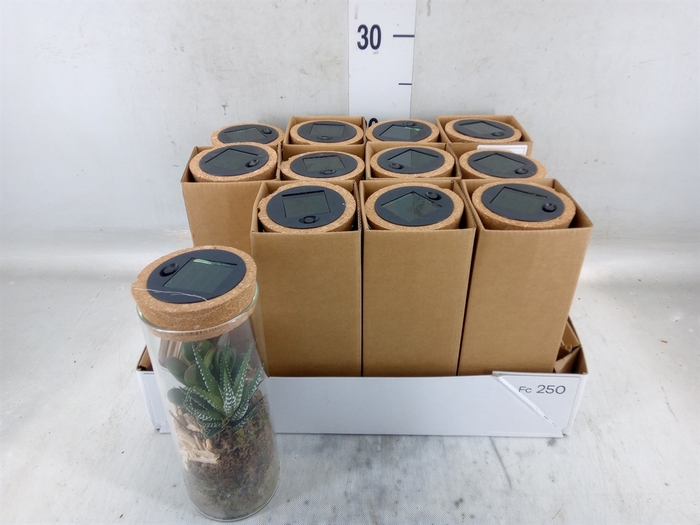 <h4>Arr.   Kamerplant Groen L%</h4>
