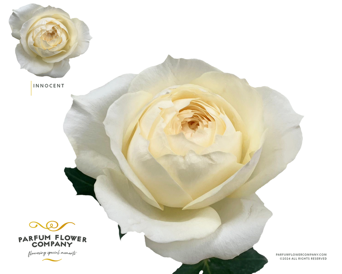 <h4>Rosa Premium Innocent</h4>