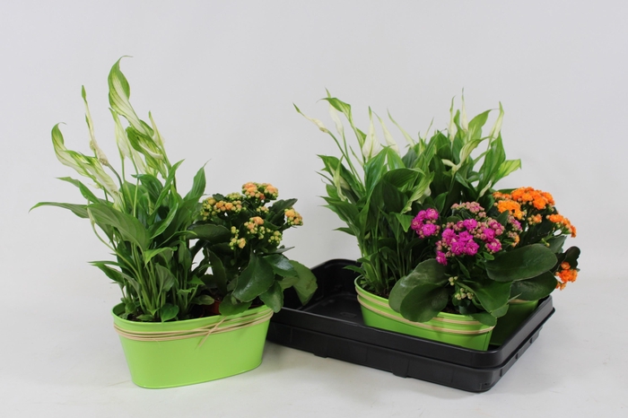 <h4>KAMERPL BLOEIEND GEM</h4>