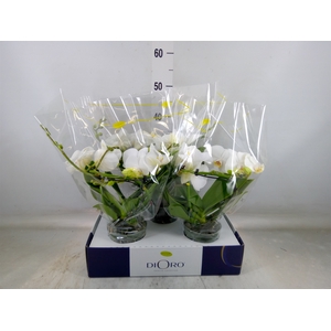 Phalaenopsis   ...white