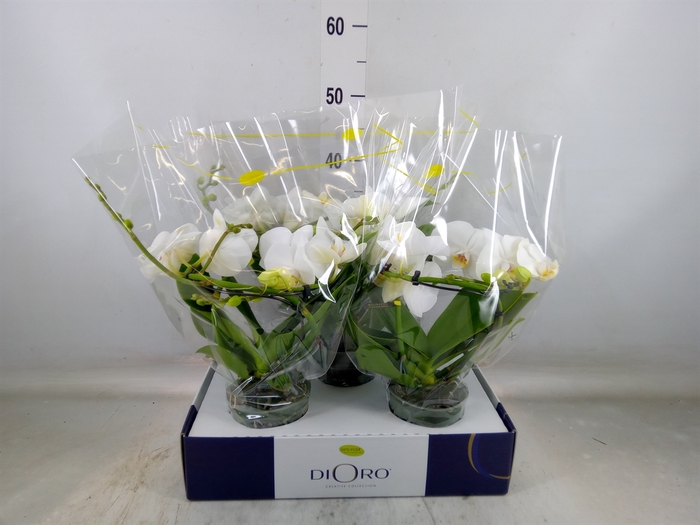 <h4>Phalaenopsis   ...white</h4>