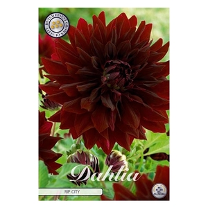 Dahlia Rip City x1 l