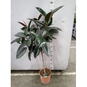 Ficus   ...