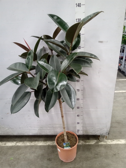 <h4>Ficus   ...</h4>