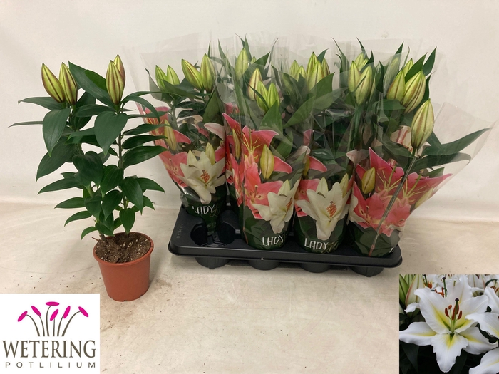 <h4>LIL OR SUNNY AZORES</h4>